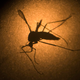 Illustration for article titled A Researcher Inadvertently Gave Herself the Zika Virus